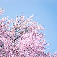 pink sakura blossom tree branches and a clear blue sky