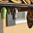 Newly emerged Monarch butterfly next to another one still in its chrysalis