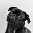 Questioning if it is ok to pee in the shower. Picture of a pug dog, black fur