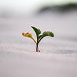 Image of a young plant sprouting in sand