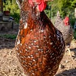 Hen at the Chicken Ranch in Santa Cruz, California.