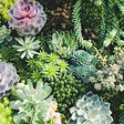 I just really enjoy succulents so I thought you would too
