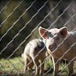 A pig looks through the links of a chain fence while another pig grazes.