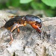 Mole cricket: The vegetable crop pests control and preventive way