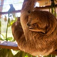 Sloth hanging from one arm
