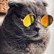 A grey cool cat with yellow shades on.