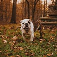 A happy dog looking at us from a field