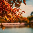a fall maple with a lake in the background