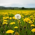 A picture of a single white dandelion surrounded by a field of hundreds of bright yellow dandelions.