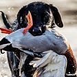 Where to Buy Live Ducks for Dog Training?