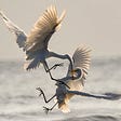 Two cranes fighting in flight