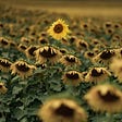 A field of sunflowers with one sunflower rising above.