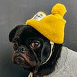 A pug wearing a bright yellow toque