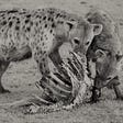 hyenas eating animal carcas