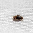 Can Bed Bugs Get Into An Air Mattress for home