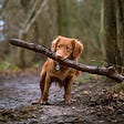 Dog carrying stick in the woods