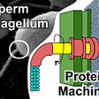 A sperm flagellum propels the cell to the ovum with a protein machine like a propeller with continuous revolving motion.