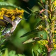 Ruby-throated hummingbird preparing to slurp nectar from a yellow flower.