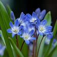 Blue flowers, nature