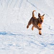dog running on snow