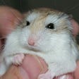 How Long Can Hamsters Live With a Tumor?(Treatment and Cure)