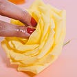 Feminine hand with red nail polish touching a yellow rose. The fingertips looks oily or wet. The background is light pink.