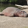 Some kind of large aquatic mammal slumped on a river bank ready to sleep