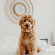 A large shaggy brown dog sits upright on a bed, his tongue hanging out, his sweet face appealing to the camera.