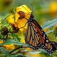 monarch butterfly on a yellow flower, Maria Rattray, Medium