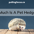 How Much Is A Pet Hedgehog?