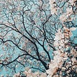 Small white flowers grow off of black tree branches against a pale blue sky.