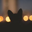 The dark silhouette of a small cat against orange hued lights