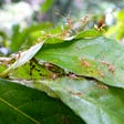 Green tree ants on a leaf, Daintree rainforest, northern Australia (author’s photo)