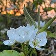 A photo of pear blossom in our garden at sunrise.