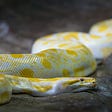 A white and yellow snake lying on a rock.