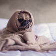 This image features a pug (dog breed) wrapped in a blanket.