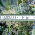 Best CBD strains