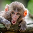 curious monkey face