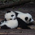 Picture of two panda cubs playing