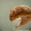 Disturbing Human Challenge Trials Will Expose Healthy People to the Coronavirus. Lab rat