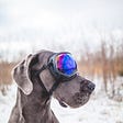 dog with ski mask