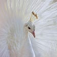 a white bird; it looks like a bride with its feather all fanned out in a beautiful display.