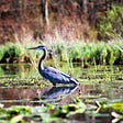 A great blue heron wading in a wetland.