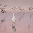 Snowy Egret wading with flying birds in background