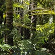 Environmental researchers uncover the story of the Amazon's understory