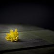 Close up of a slightly withered yellow flower on a clean wooden table enveloped in a soft shadow.