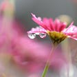 Flower, dew, drops, nature