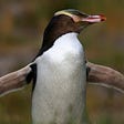 The Yellow-Eyed Penguin