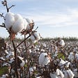 Organic Cotton-Myths and Realities