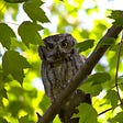 An owl perched on a branch.